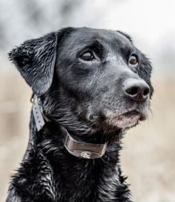 L.L.Bean SportDOG Yard Trainer 300 7 L.L.Bean SportDOG Yard Trainer 300 -L.L.Bean 513250 0 45